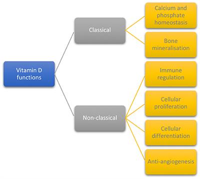 Insights Into the Role of Vitamin D as a Biomarker in Stem Cell Transplantation